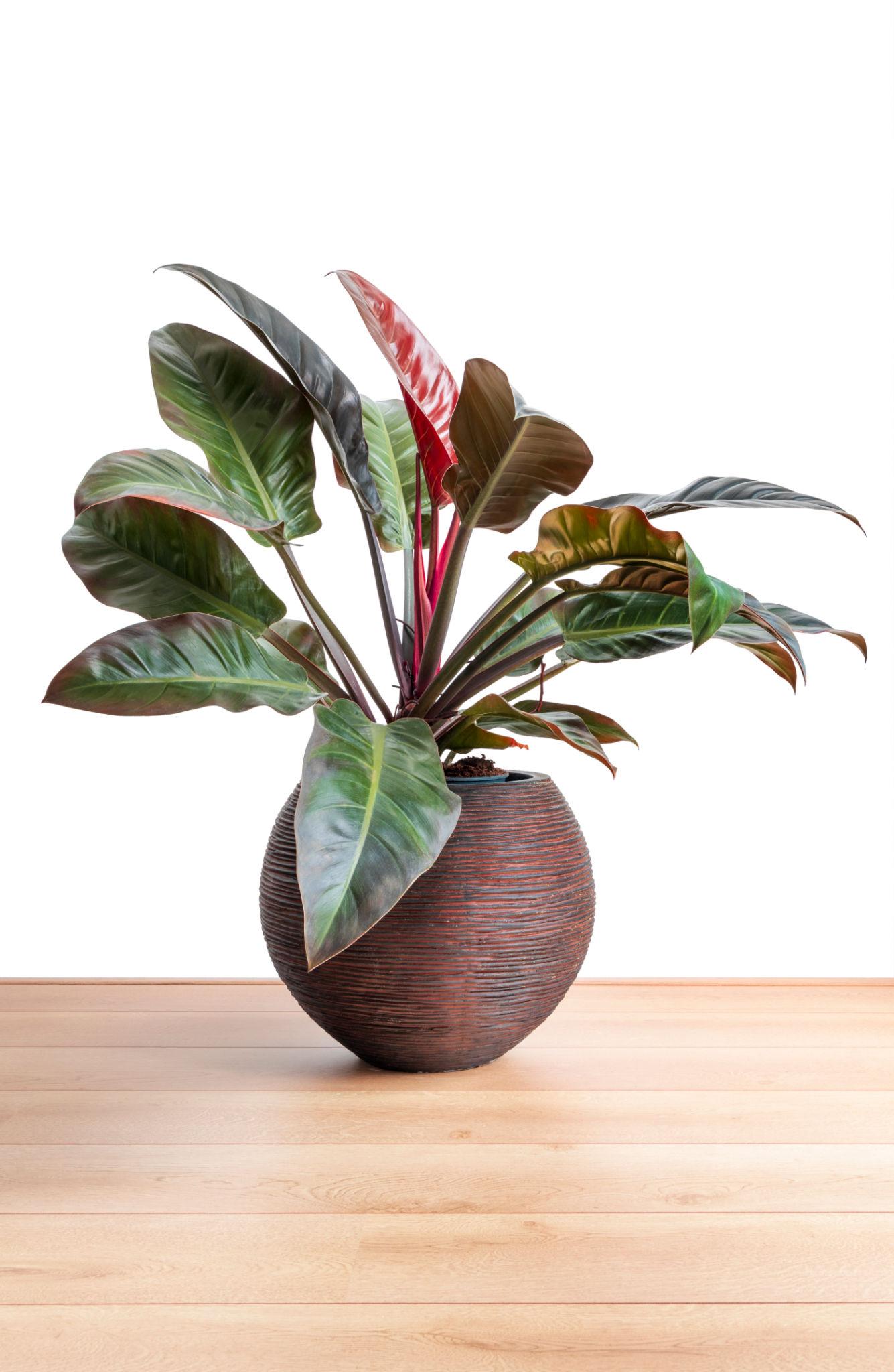 Philodendron 'Imperial Red' (Imperial Red)