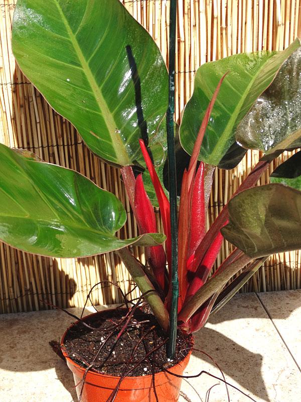 Philodendron 'Imperial Red' (Imperial Red)