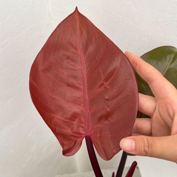 Philodendron 'Imperial Red' (Imperial Red)