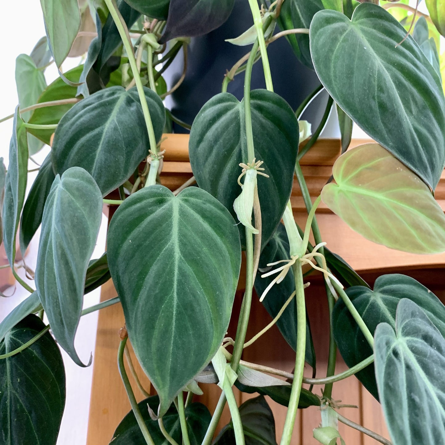 Philodendron Hederaceum var. Hederaceum 'Micans' (Velvet Leaf Philodendron)