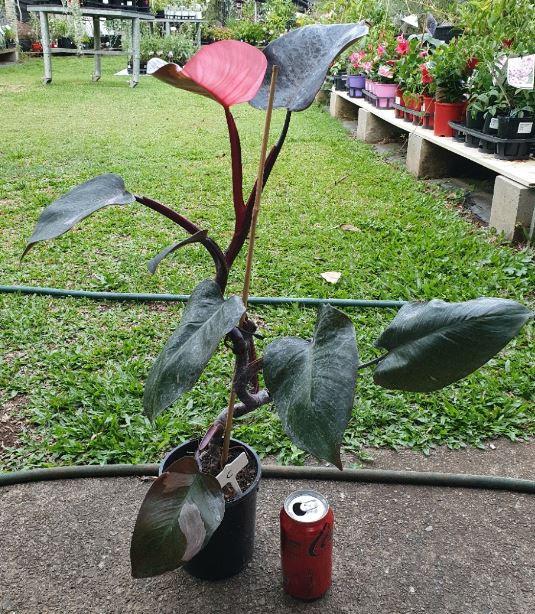 Philodendron ‘Pink Princess’ (Low Variegation)
