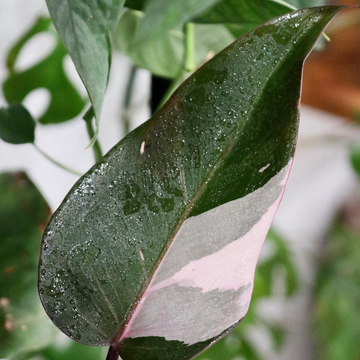 Philodendron ‘Pink Princess’ (Low Variegation)