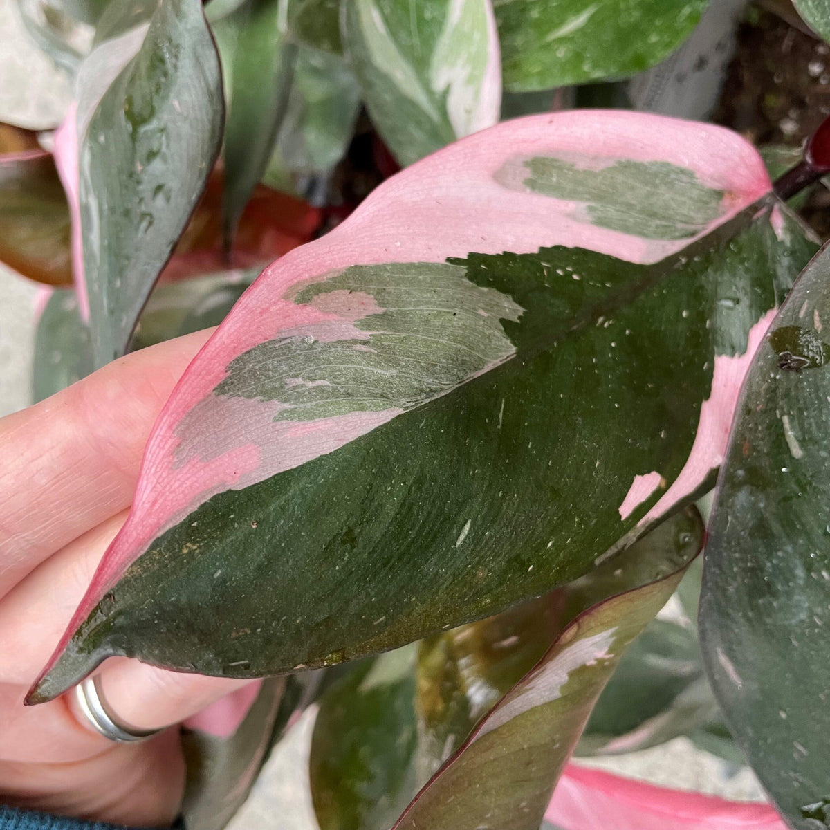 Philodendron ‘Pink Princess’ (Low Variegation)