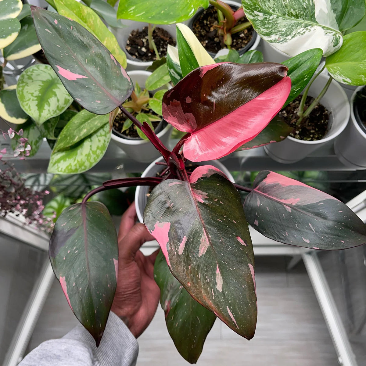Philodendron ‘Pink Princess’ (Low Variegation)
