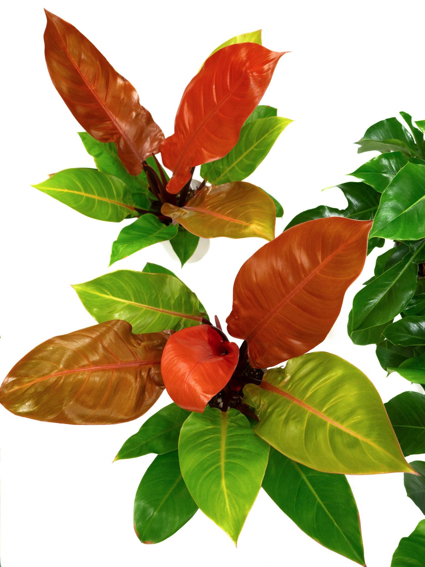 Philodendron ‘Prince Of Orange’ (Prince Of Orange Philodendron)