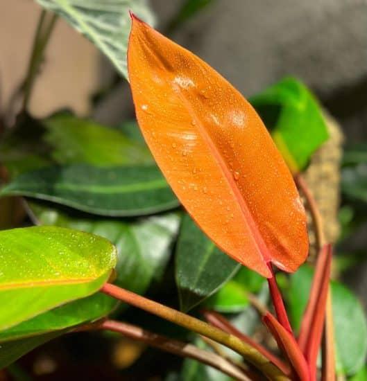 Philodendron ‘Prince Of Orange’ (Prince Of Orange Philodendron)