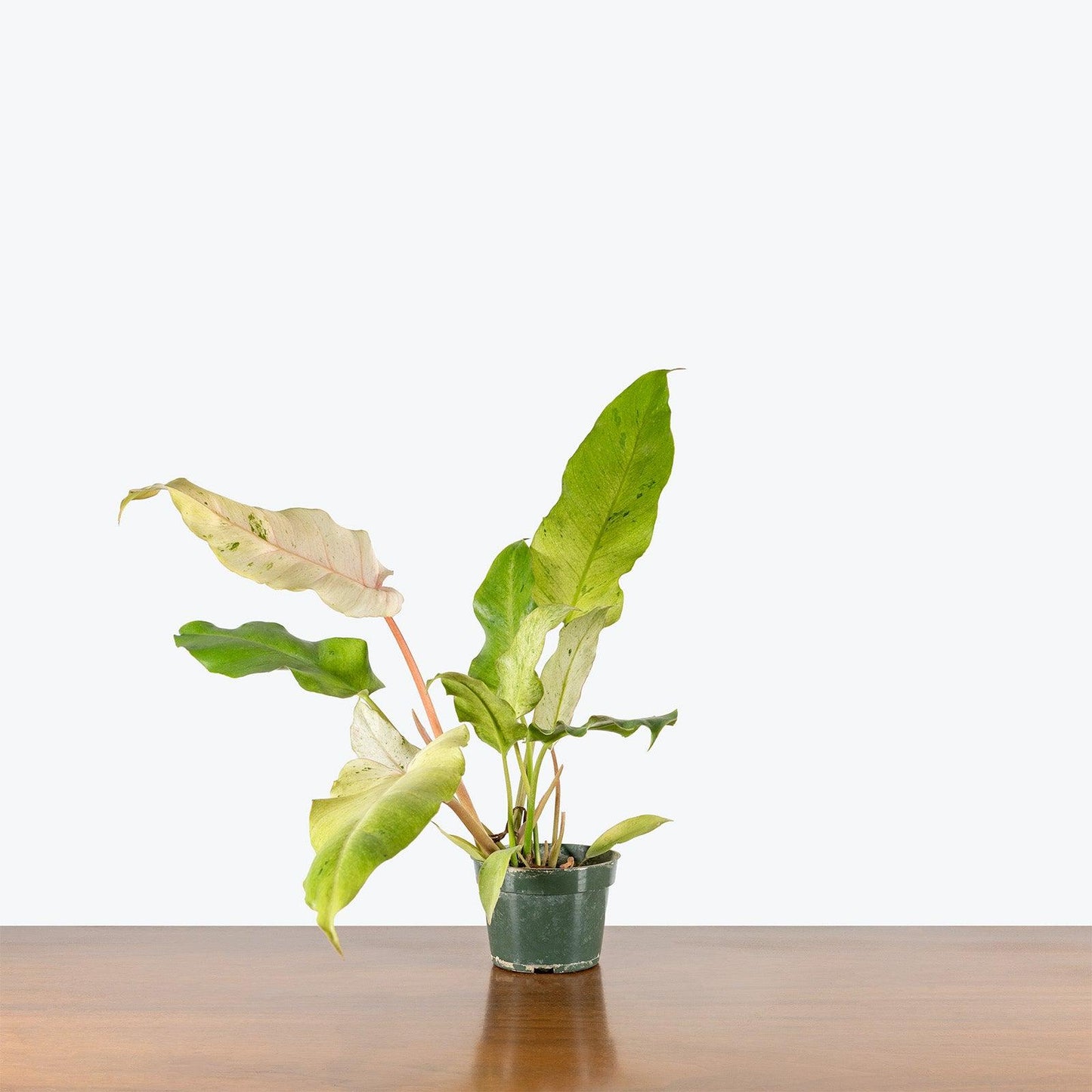 Philodendron ‘Snowdrift’ (Snowdrift Philodendron)