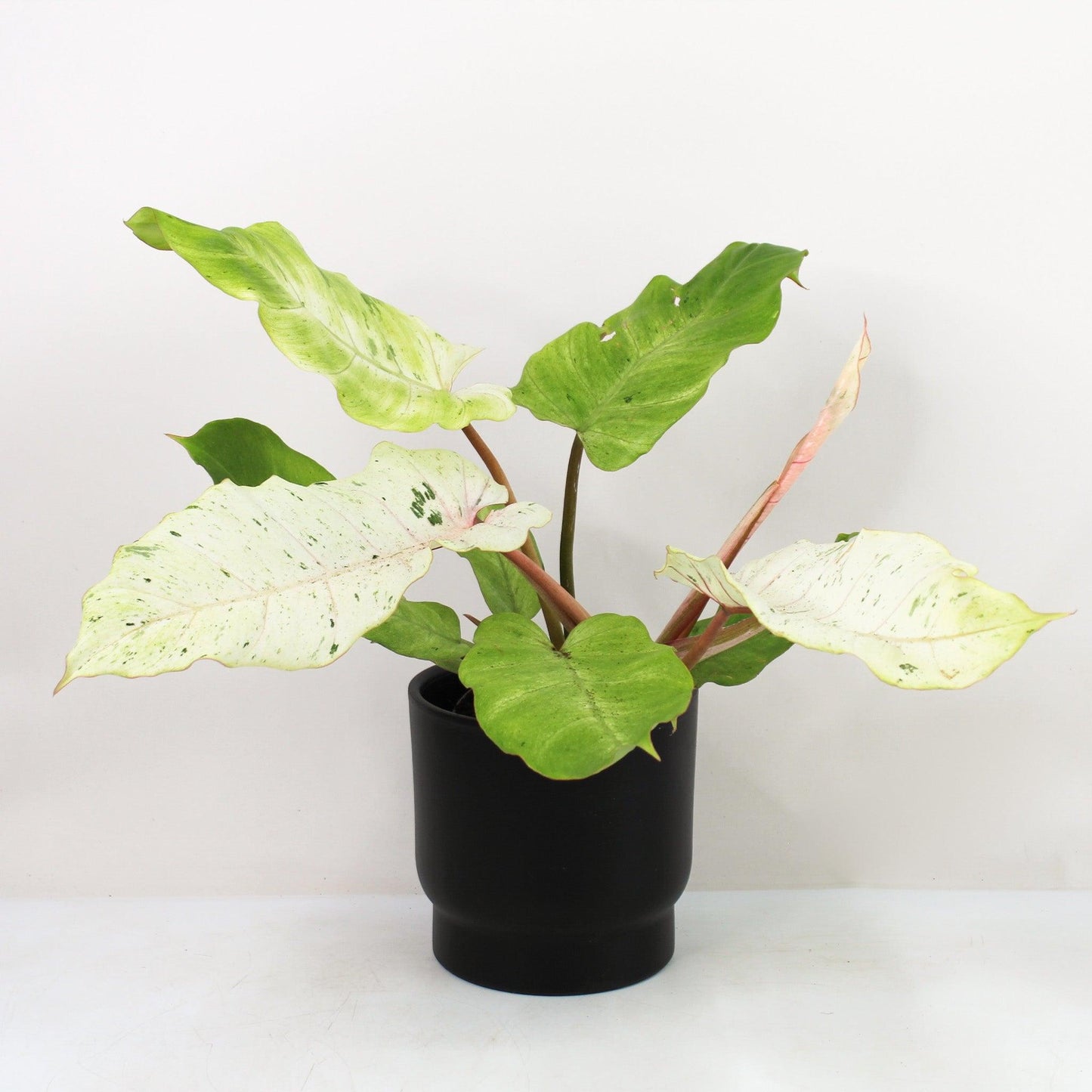 Philodendron ‘Snowdrift’ (Snowdrift Philodendron)