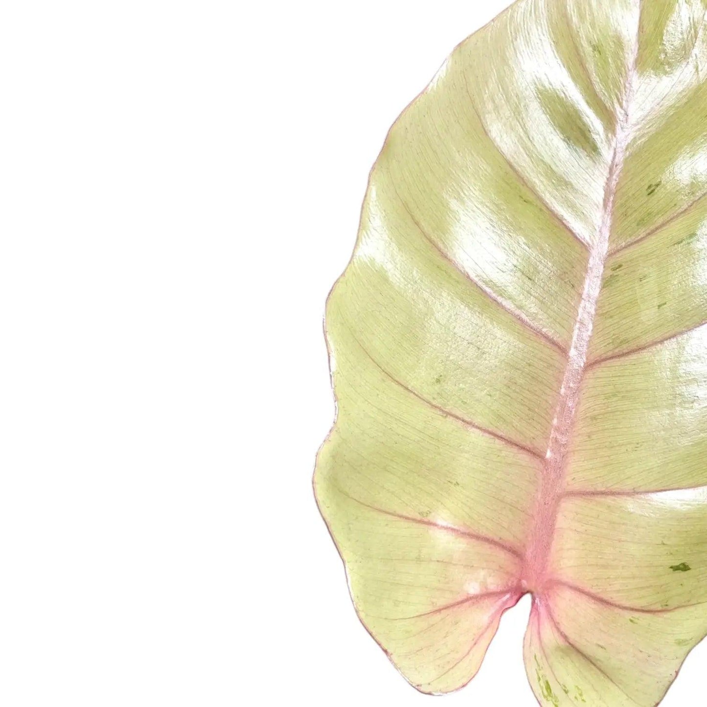 Philodendron ‘Snowdrift’ (Snowdrift Philodendron)