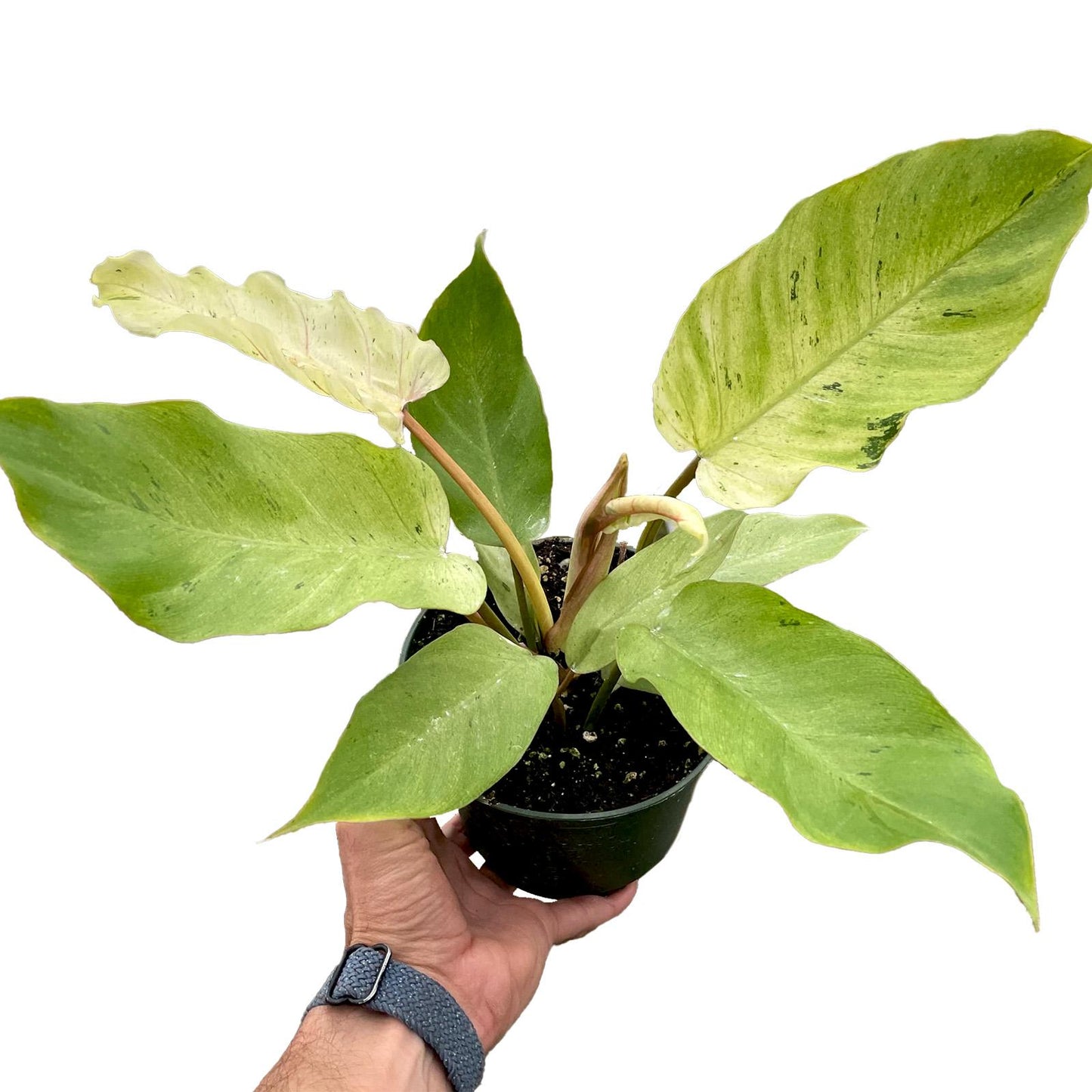 Philodendron ‘Snowdrift’ (Snowdrift Philodendron)