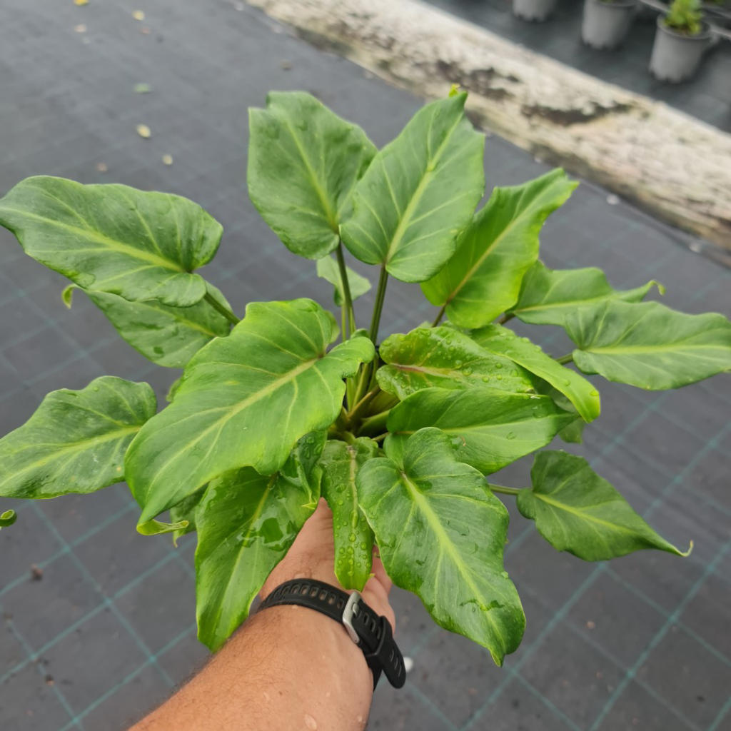 Philodendron Xanadu