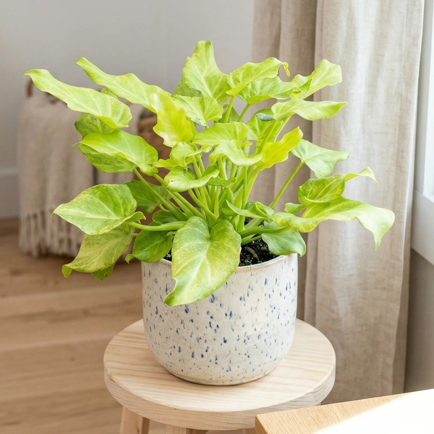 Philodendron ‘Xanadu Variegata’ (Variegated Xanadu / Giant Winterbourn)