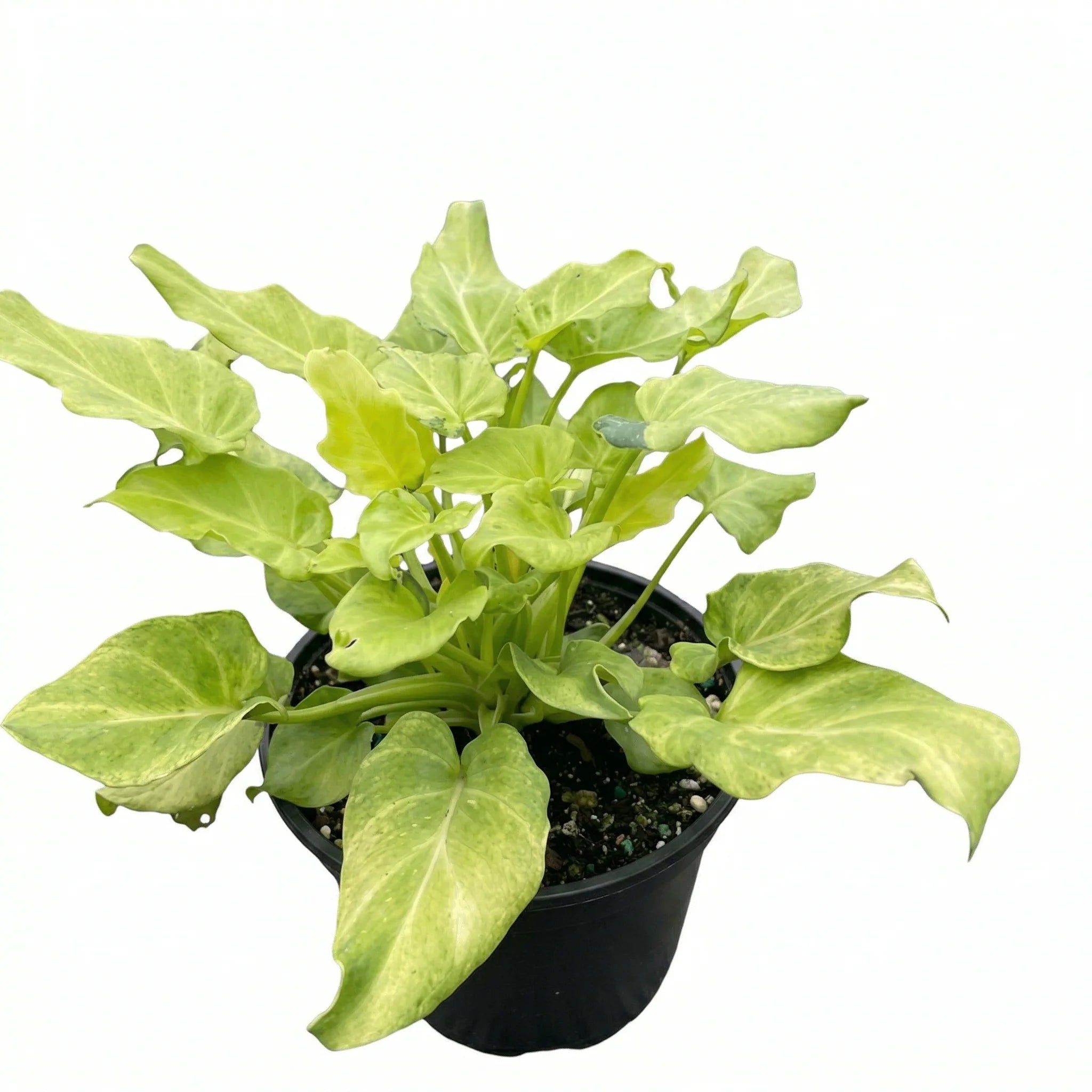 Philodendron ‘Xanadu Variegata’ (Variegated Xanadu / Giant Winterbourn)