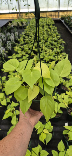 Philodendron Hederaceum 'Gold' (Gold Heartleaf Philodendron)