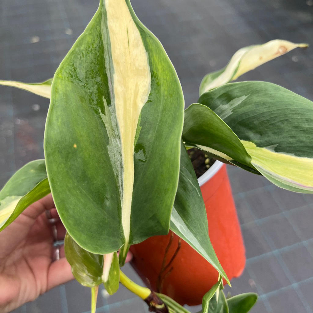 Philodendron Hederaceum (Brasil Hanging Baskets)
