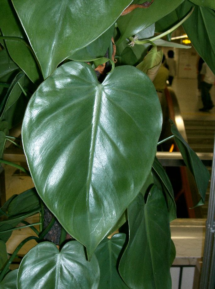 Philodendron Hederaceum (Heartleaf Philodendron)