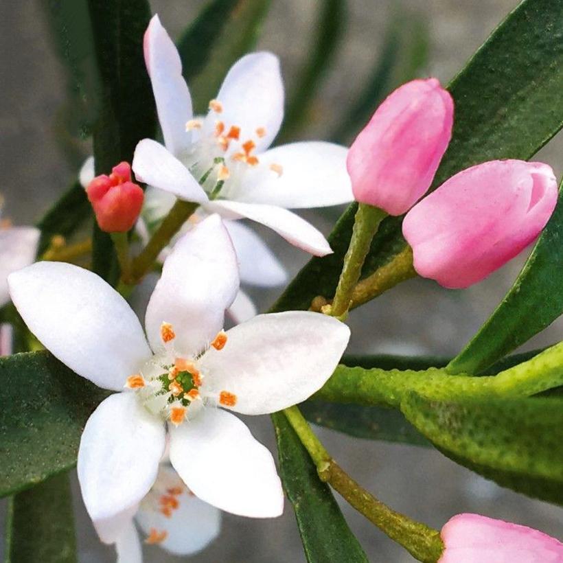 Philotheca Myoporoides ‘Flower Girl’ (Wax Flower)