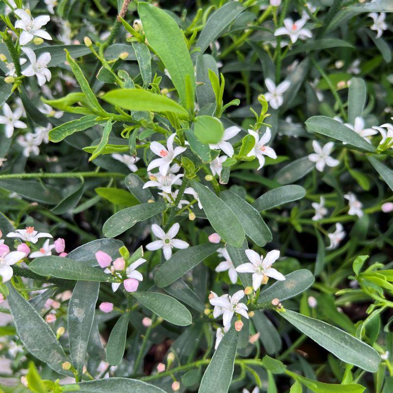 Philotheca Myoporoides ‘Flower Girl’ (Wax Flower)
