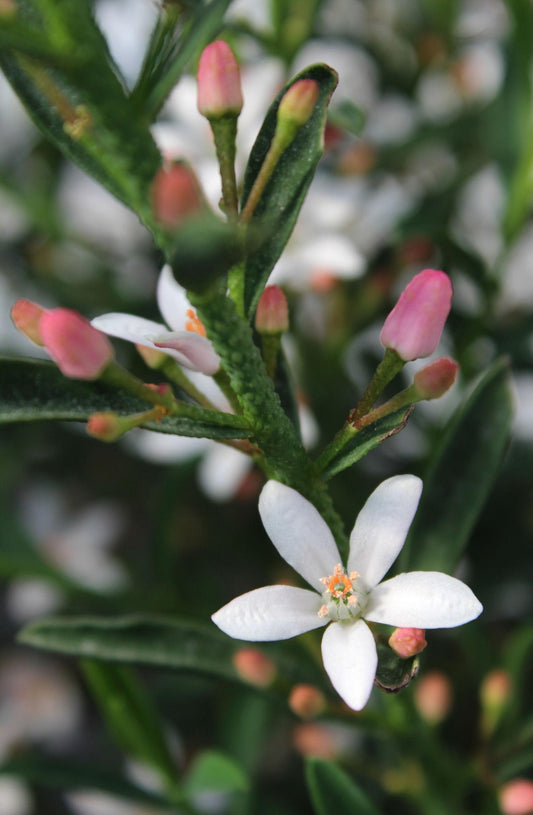Philotheca Myoporoides ‘Flower Girl’ (Wax Flower)