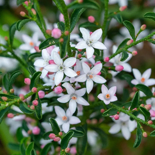 Philotheca Myoporoides ‘Profusion’ (Profusion Wax Flower) (syn. Eriostemon)