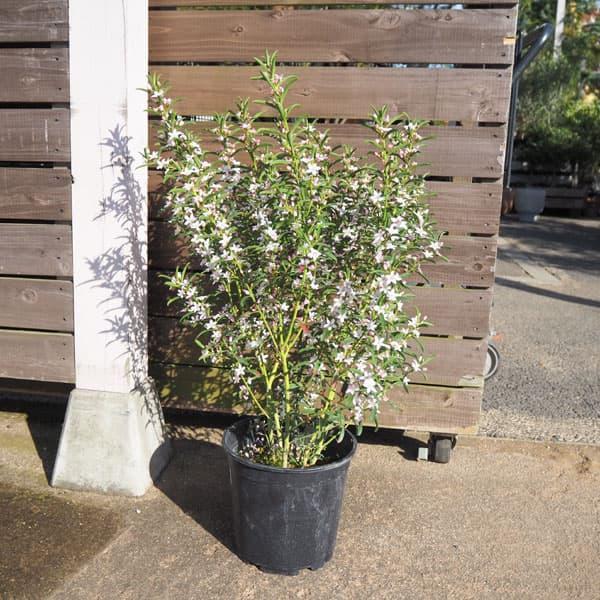 Philotheca Myoporoides ‘Profusion’ (Wax Flower)