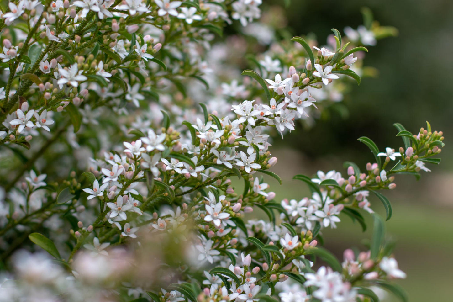 Philotheca Myoporoides ‘Profusion’ (Wax Flower)