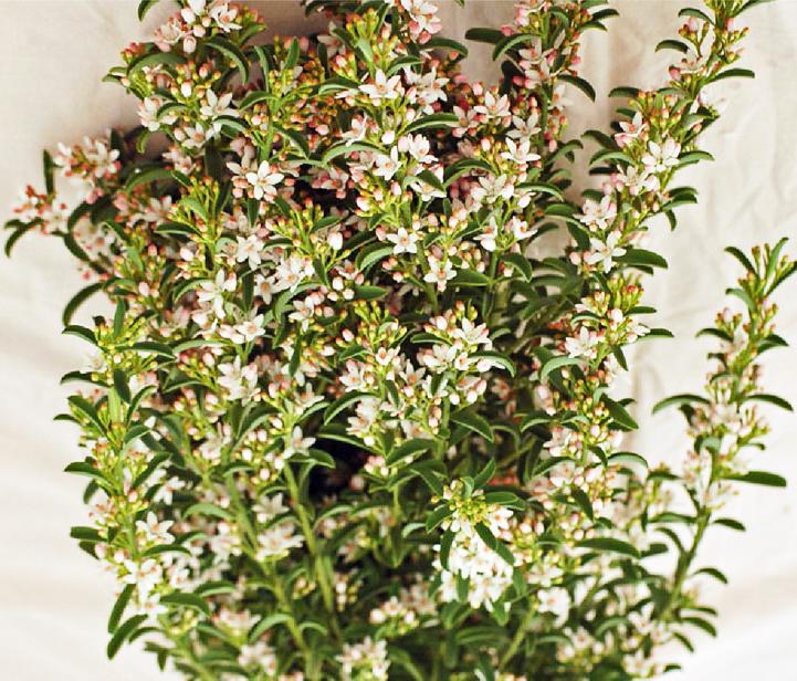 Philotheca Myoporoides ‘Profusion’ (Wax Flower)