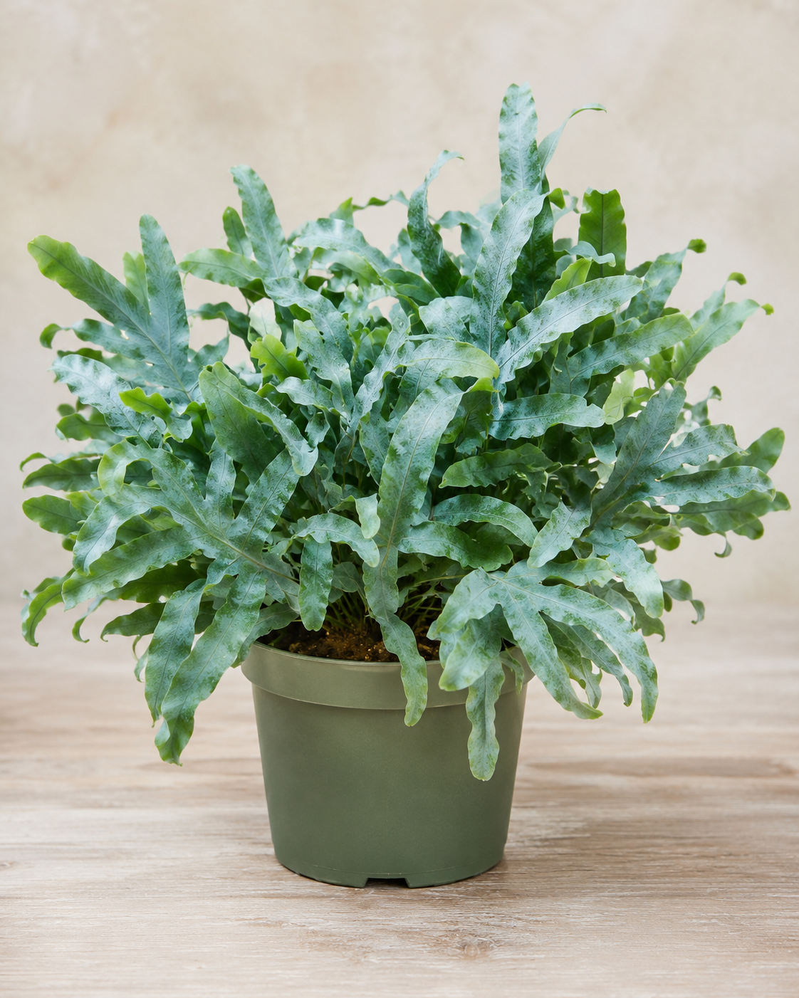 Phlebodium Aureum (Blue Star Fern)