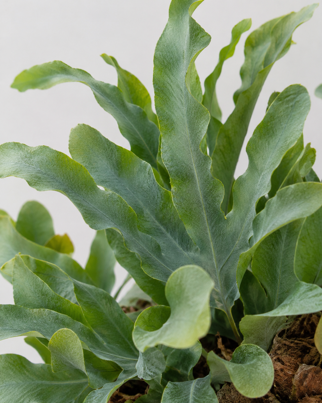 Phlebodium Aureum (Blue Star Fern)