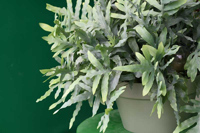 Phlebodium aureum (Blue Star Fern)