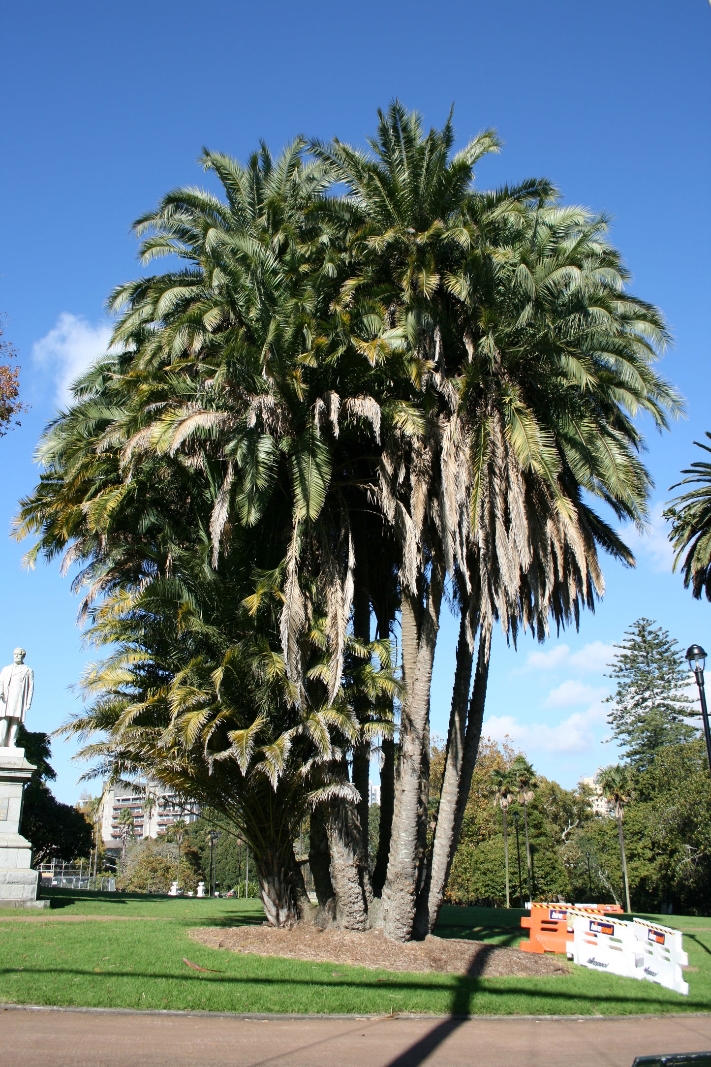 Phoenix Reclinata (Senegal Date Palm / Wild Date Palm)