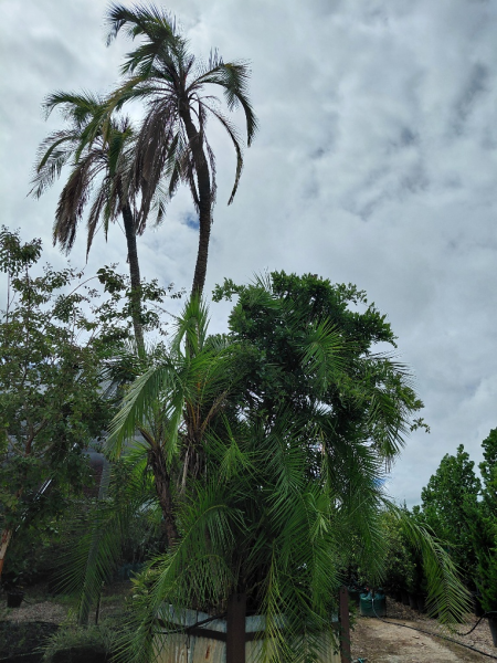 Phoenix Reclinata (Senegal Date Palm / Wild Date Palm)