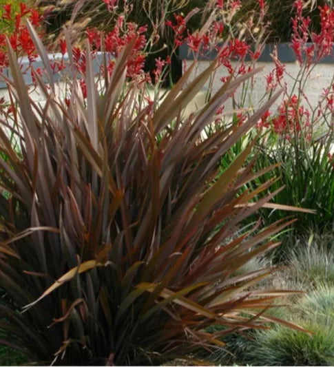 Phormium tenax ‘Anna Red’ (New Zealand Flax)