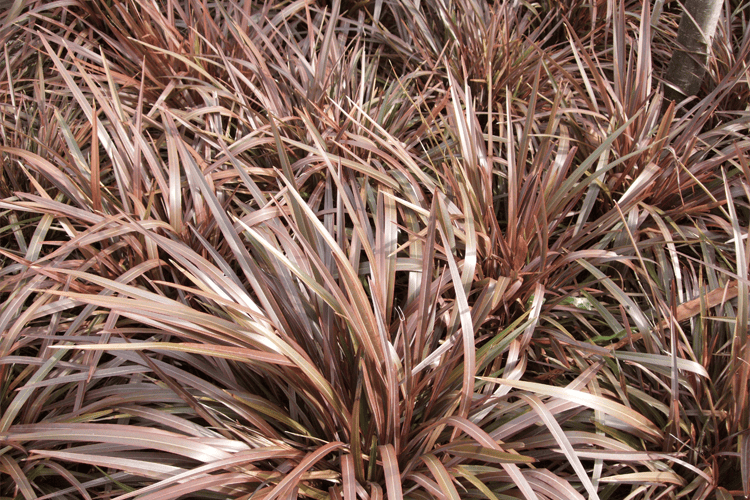 Phormium tenax ‘Sweet Mist®’ – Sweet Mist Flax