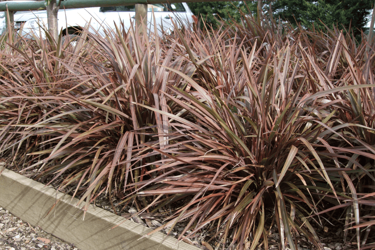 Phormium tenax ‘Sweet Mist®’ – Sweet Mist Flax