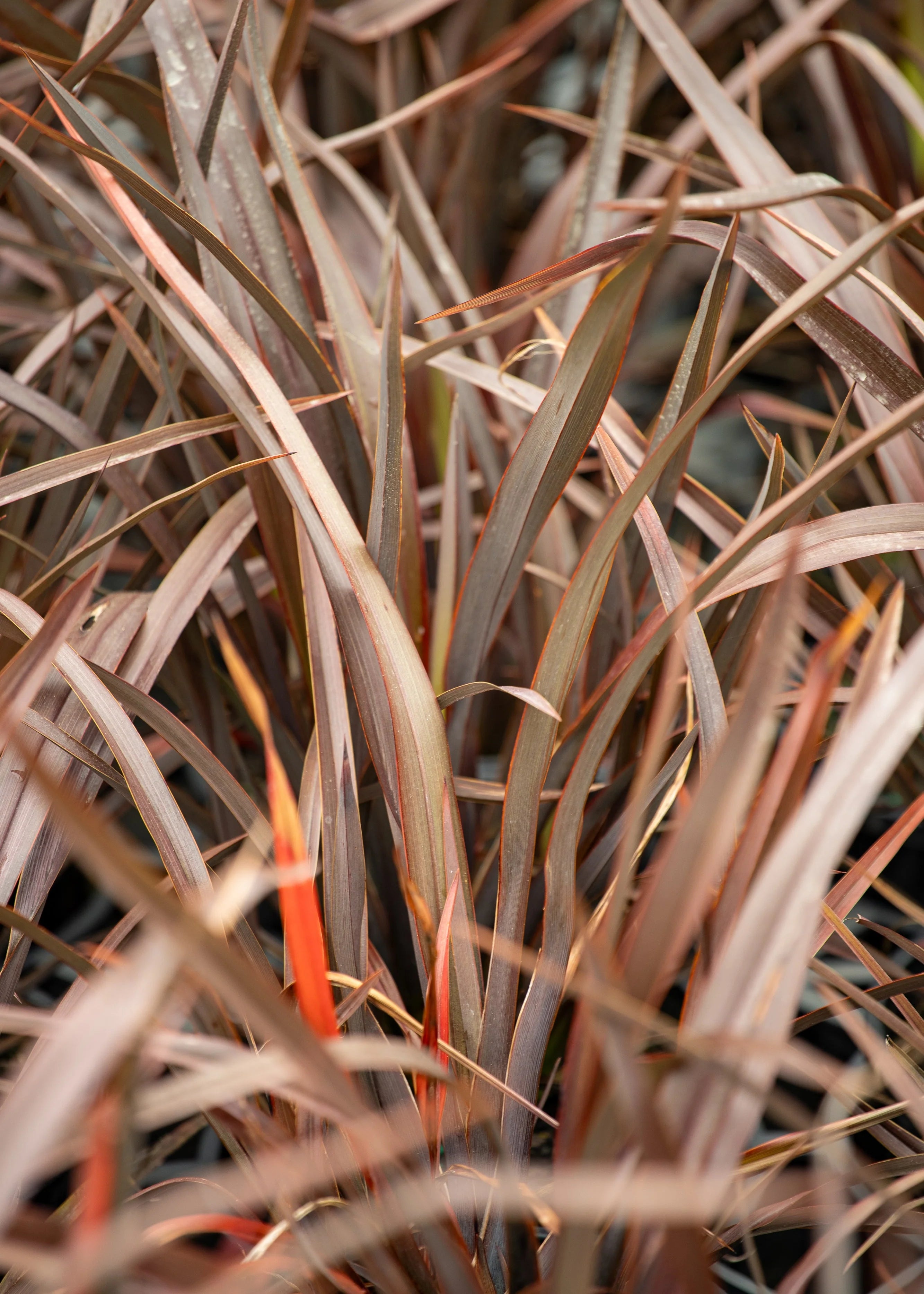 Phormium Tenax ‘Bronze Baby’ (Bronze Baby New Zealand Flax)