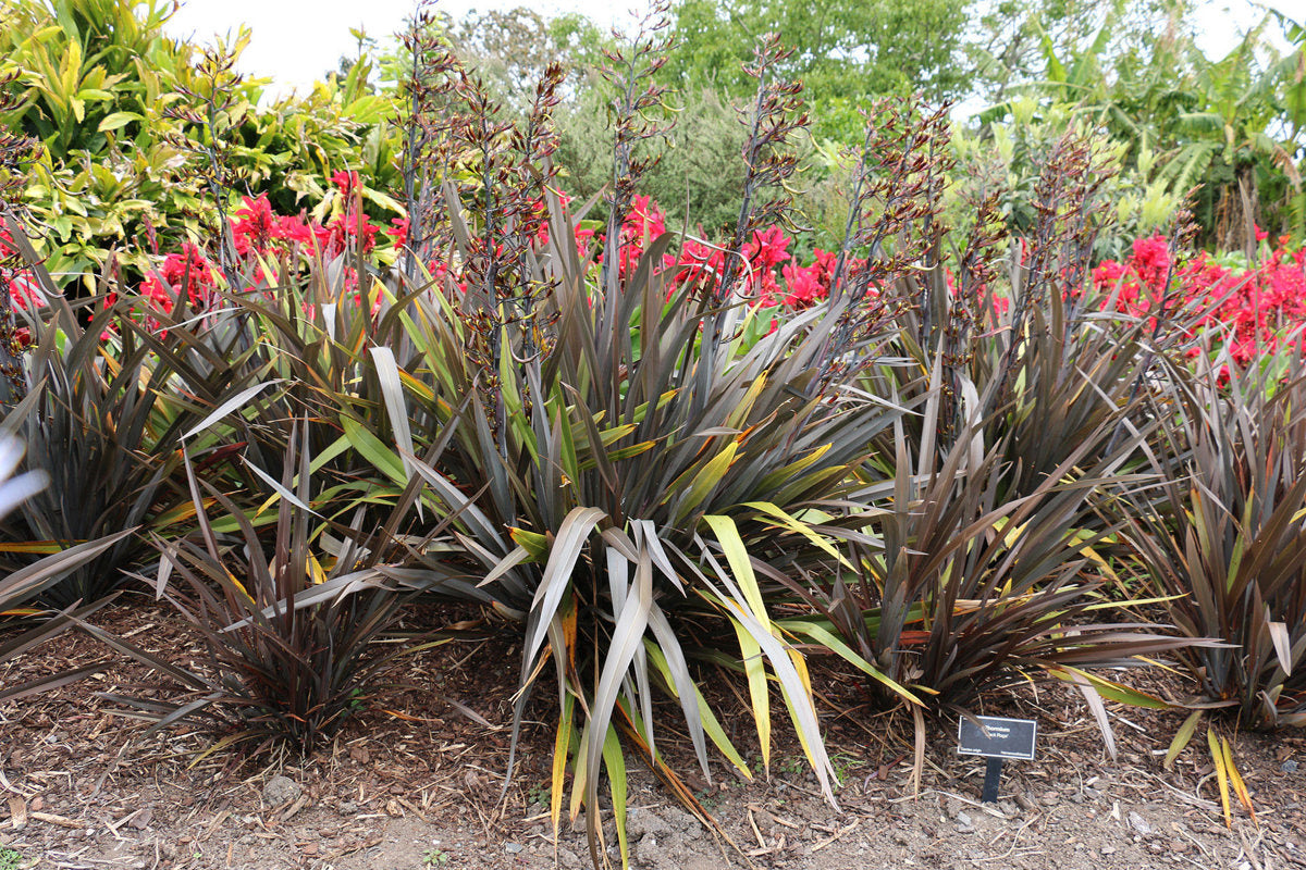 Phormium Tenax ‘Black Rage’ (Black Rage New Zealand Flax)