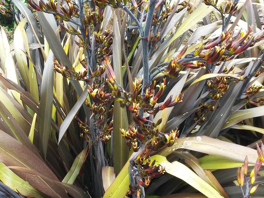 Phormium Tenax ‘Black Rage’ (Black Rage New Zealand Flax)