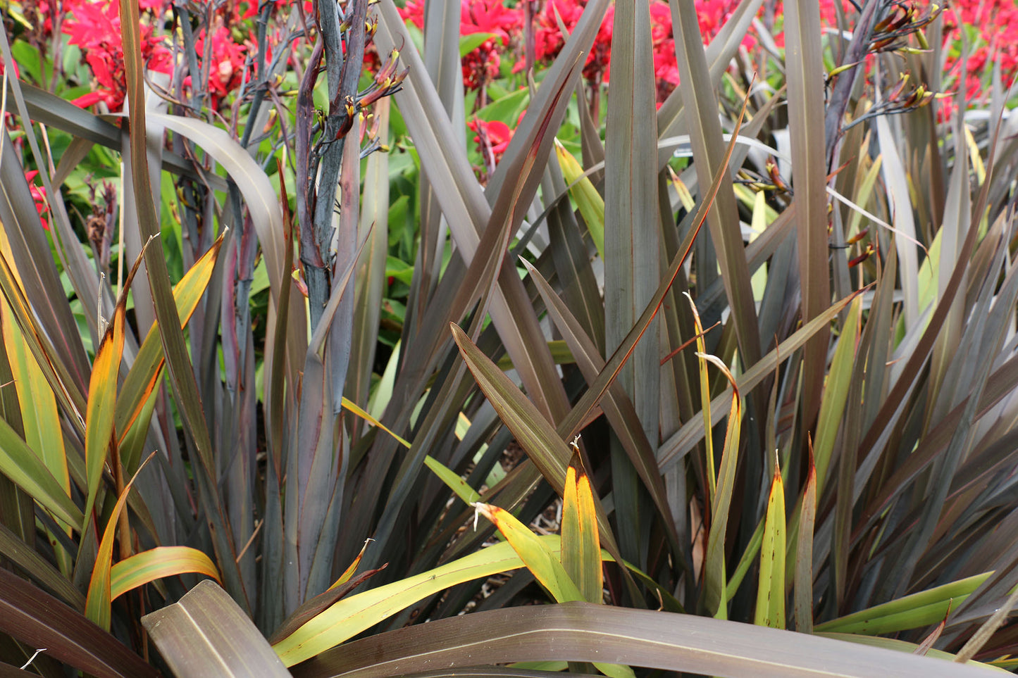 Phormium Tenax ‘Black Rage’ (Black Rage New Zealand Flax)