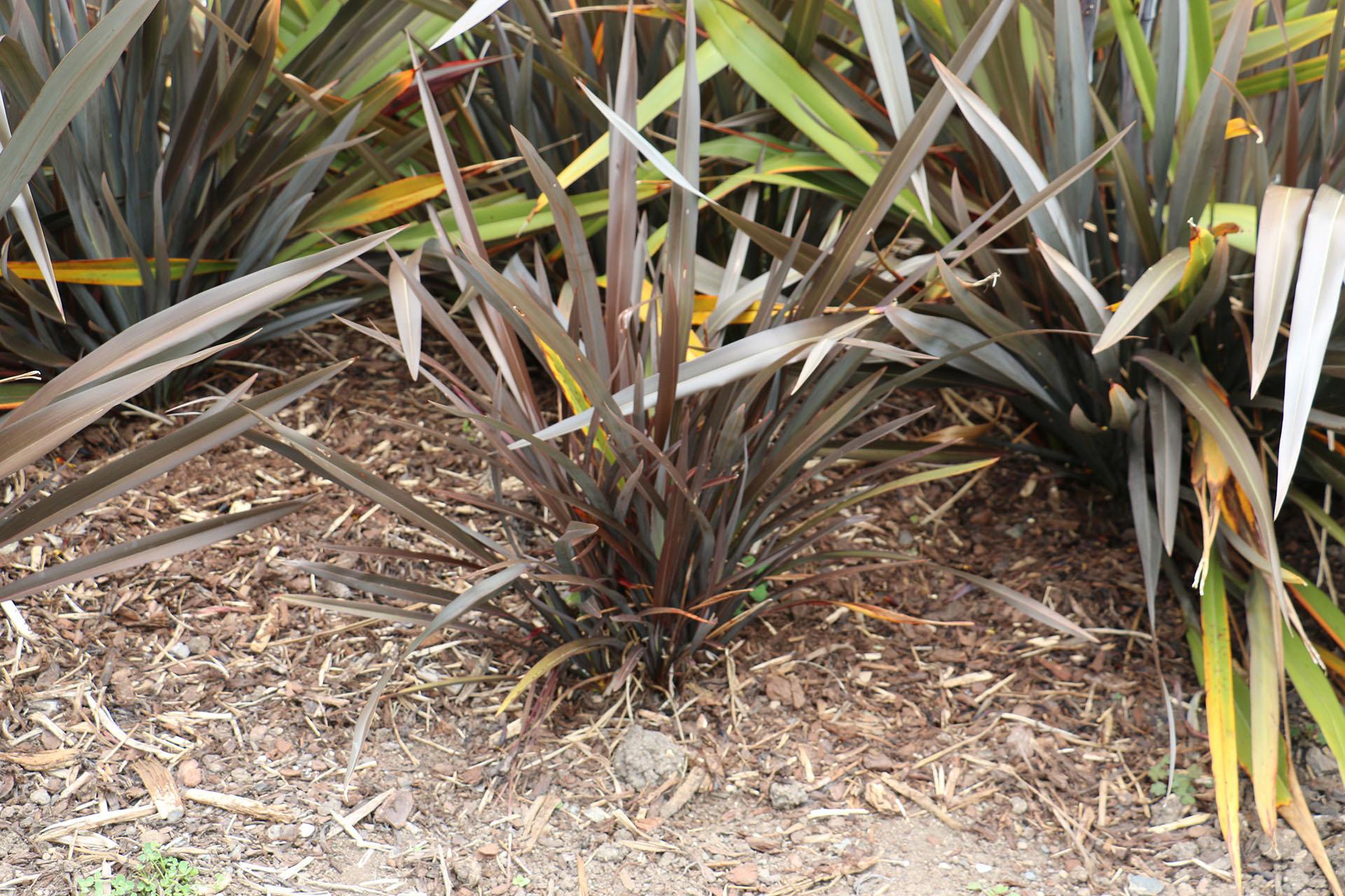 Phormium Tenax ‘Black Rage’ (Black Rage New Zealand Flax)
