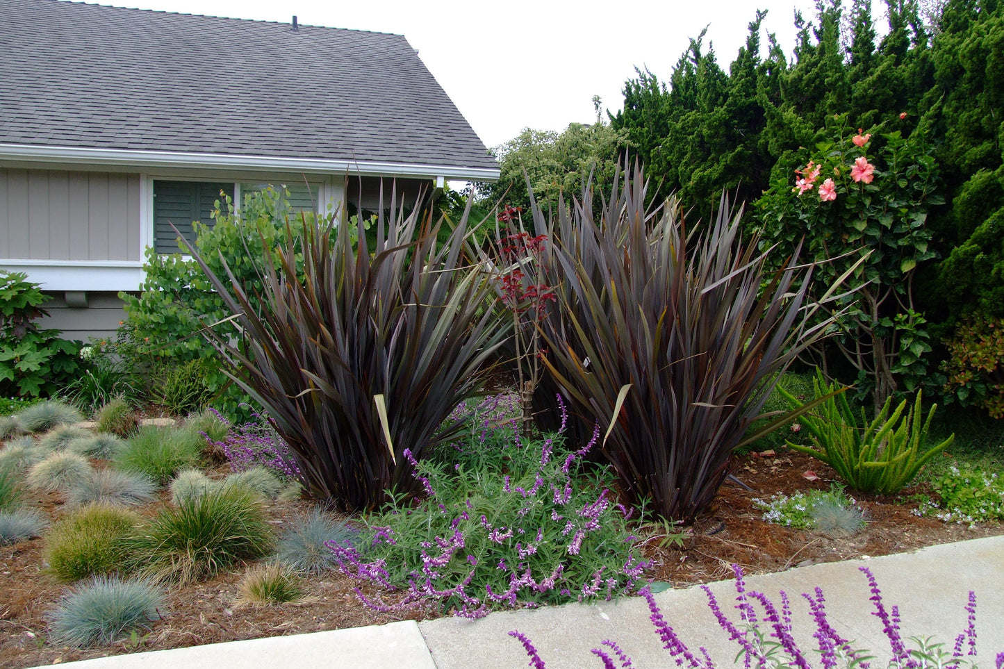 Phormium Tenax 'Dark Delight' (Dark Delight New Zealand Flax)
