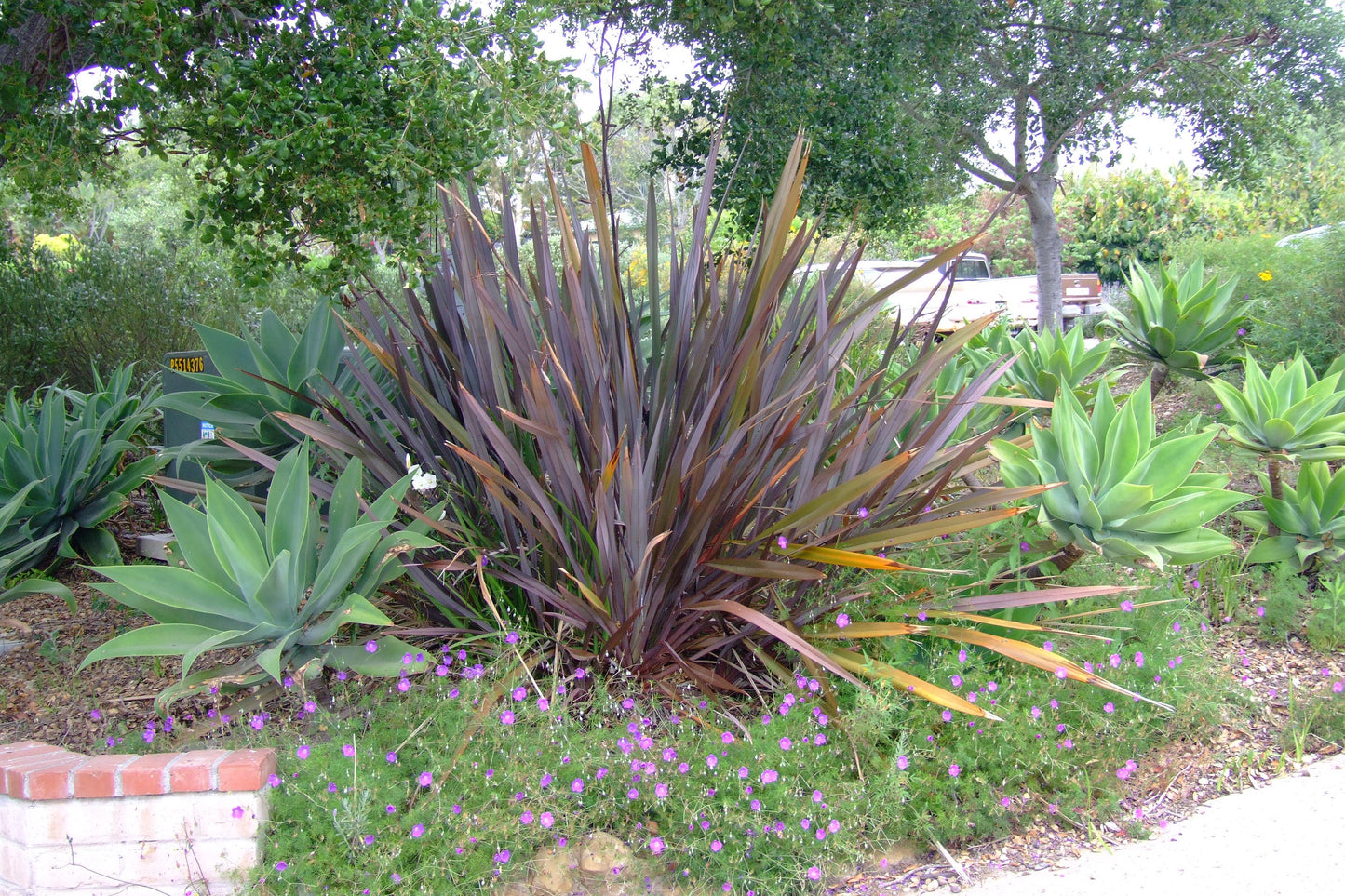 Phormium Tenax 'Dark Delight' (Dark Delight New Zealand Flax)