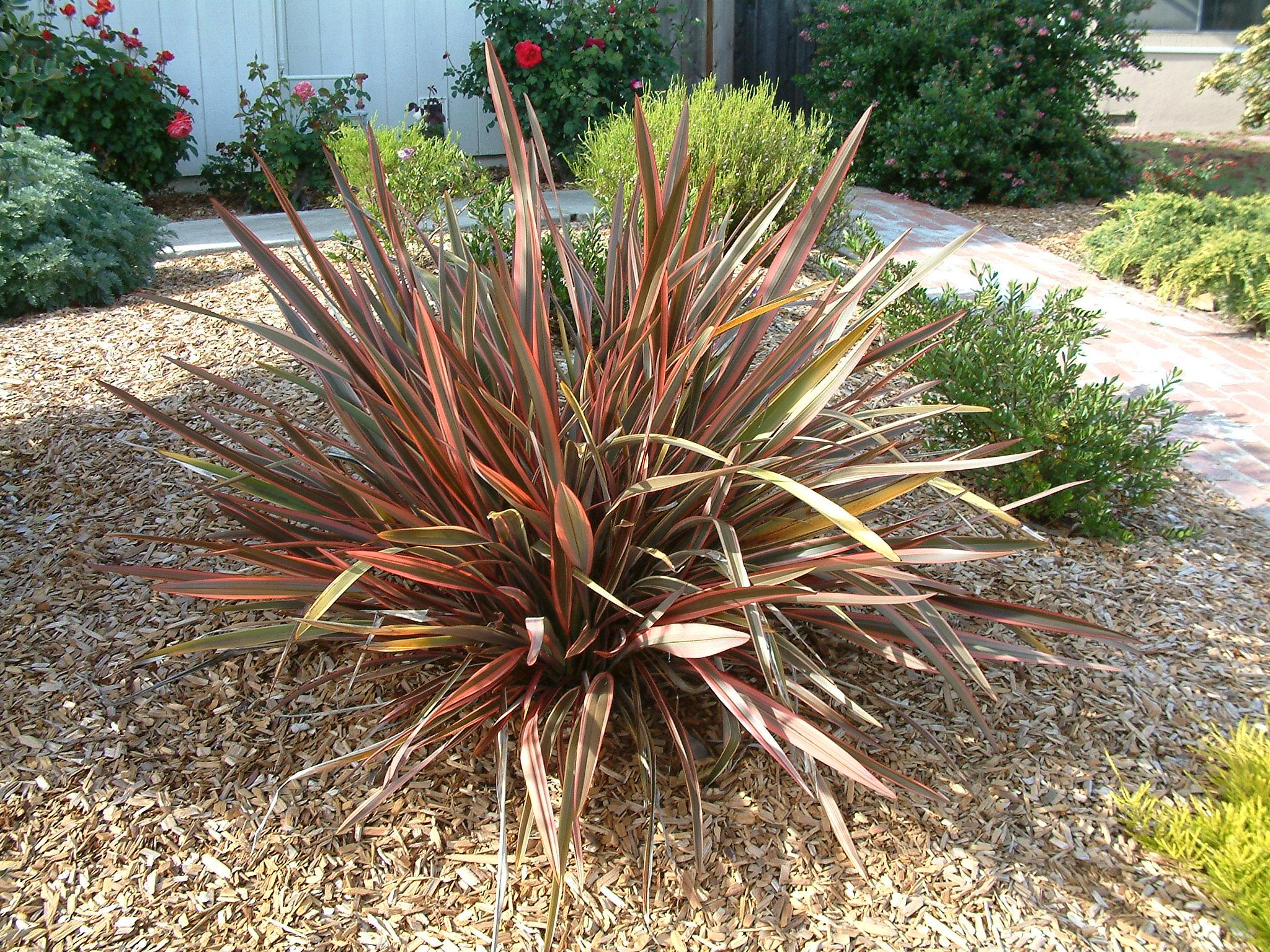 Phormium Tenax ‘Maori Chieftain’ (Maori Chieftain New Zealand Flax)