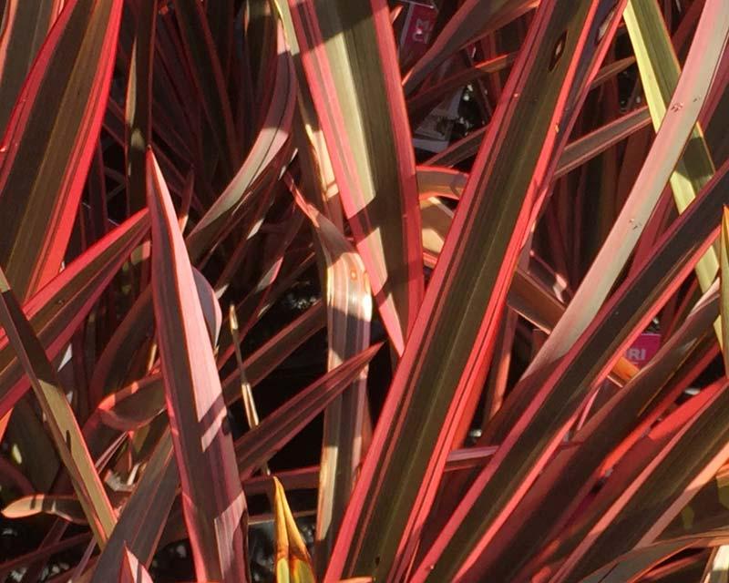 Phormium Tenax ‘Maori Chieftain’ (Maori Chieftain New Zealand Flax)