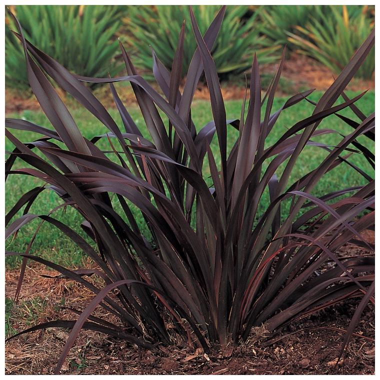 Phormium Tenax ‘Platt’s Black’ (Platt’s Black New Zealand Flax)