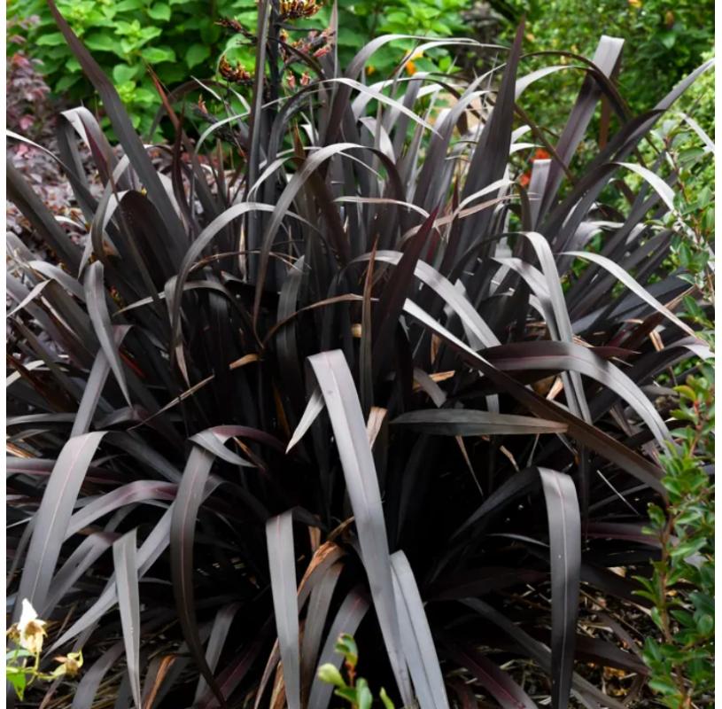 Phormium Tenax ‘Platt’s Black’ (Platt’s Black New Zealand Flax)