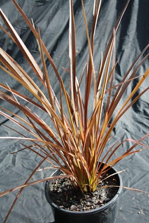 Phormium Tenax ‘Bronze Warrior’ (Bronze Warrior New Zealand Flax)
