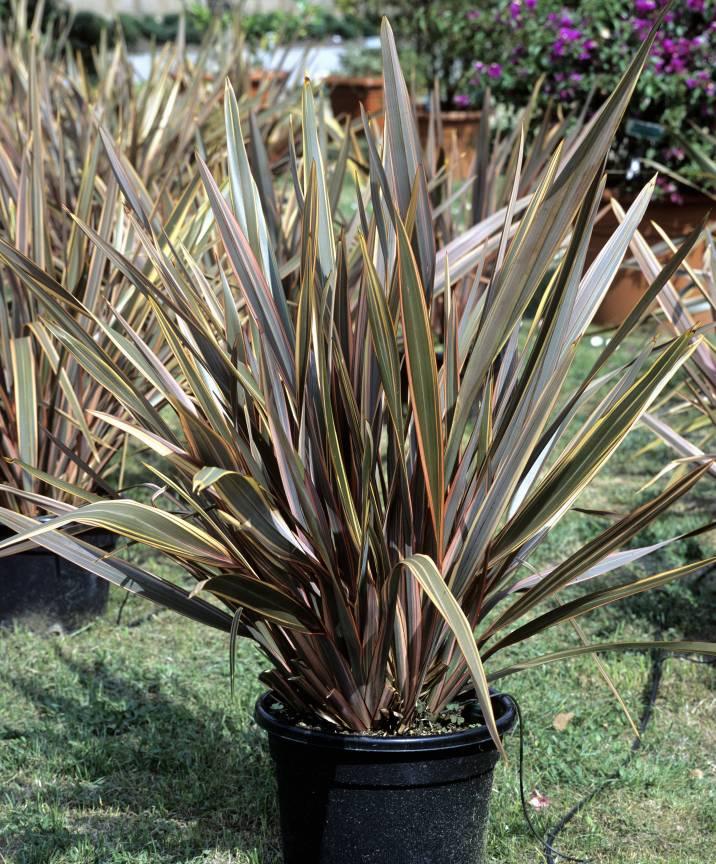 Phormium Tenax ‘Bronze Warrior’ (Bronze Warrior New Zealand Flax)