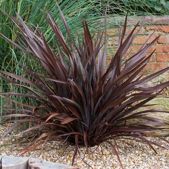 Phormium Tenax ‘Bronze Warrior’ (Bronze Warrior New Zealand Flax)