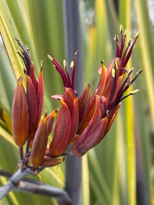 Phormium Tenax ‘Bronze Warrior’ (Bronze Warrior New Zealand Flax)
